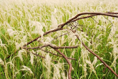 Plants growing on field