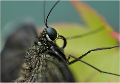 Close-up of insect on leaf