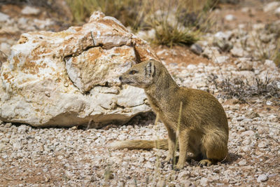 Yellow mongoose seated in dry land in kgalagadi transfrontier park, south africa