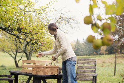 Side view of woman holding fruits over wooden crate and basket on table at orchard
