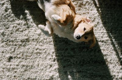 High angle view of dog running
