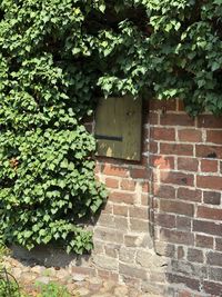 Ivy growing on wall of building