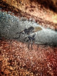 Close-up of insect on leaf