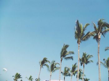 Low angle view of palm trees against blue sky