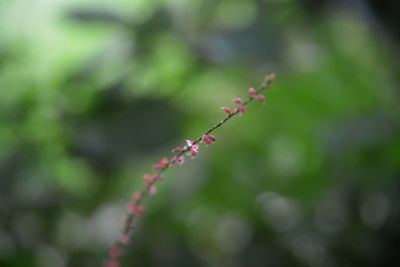 Close-up of red flower against blurred background