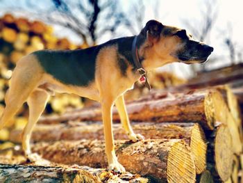 Side view of dog looking away