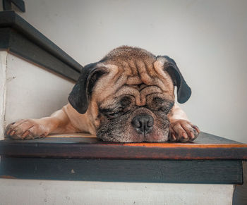 Dog sleeping on seat