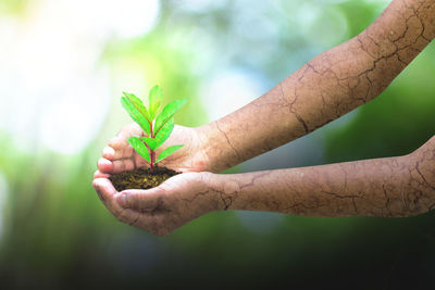 Close-up of hand holding plant