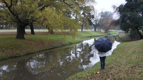 Reflection of trees in pond
