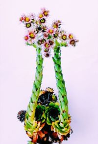 Close-up of succulent plant against white background