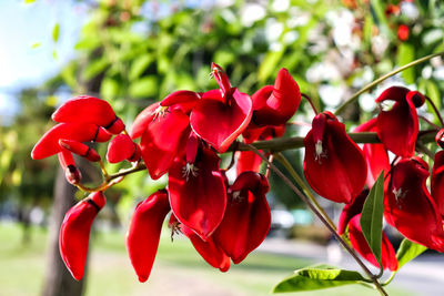 Close-up of red flowering plant