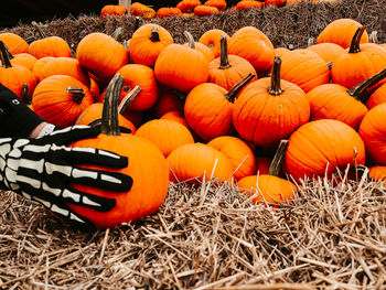 High angle view of pumpkins in farm