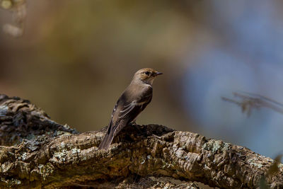 Close-up of bird perching on rock