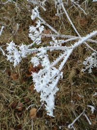 Close-up of frozen tree on field