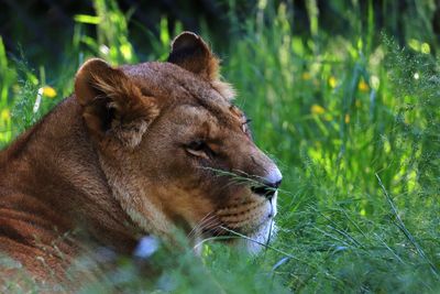 Queen of the jungle