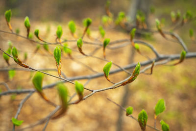 Close-up of plant