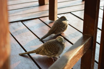 High angle view of mourning doves on floorboard