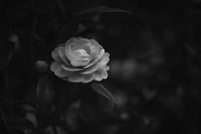 Close-up of white rose