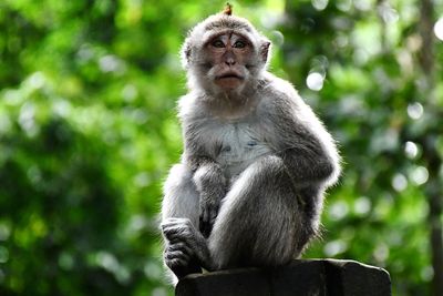 Low angle view of monkey sitting on tree