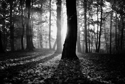 View of trees in the forest