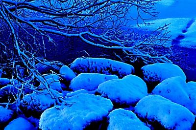 Bare tree on snow covered landscape