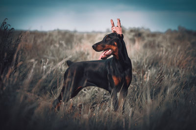 Dog looking away on field