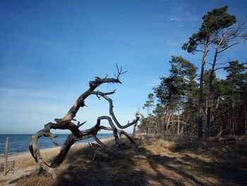 Driftwood on tree trunk by sea against sky