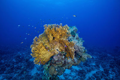Beautiful corals photo taken against the blue