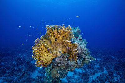 Fish swimming in sea