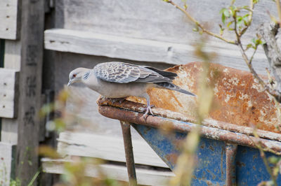 Bird perching on birdhouse