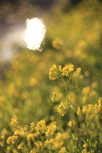 Close-up of yellow flowering plant on field