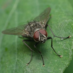 Close-up of fly on leaf