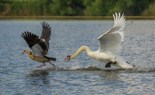 Birds flying over lake