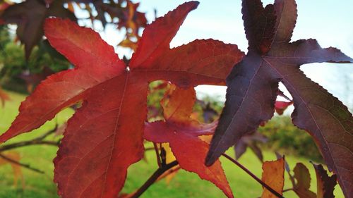 Close-up of maple leaves on tree during autumn