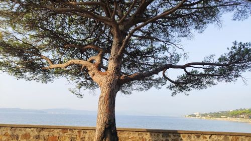 Tree by sea against sky