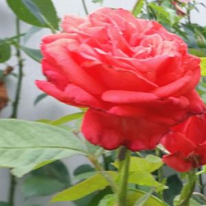 Close-up of red rose