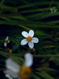 plant