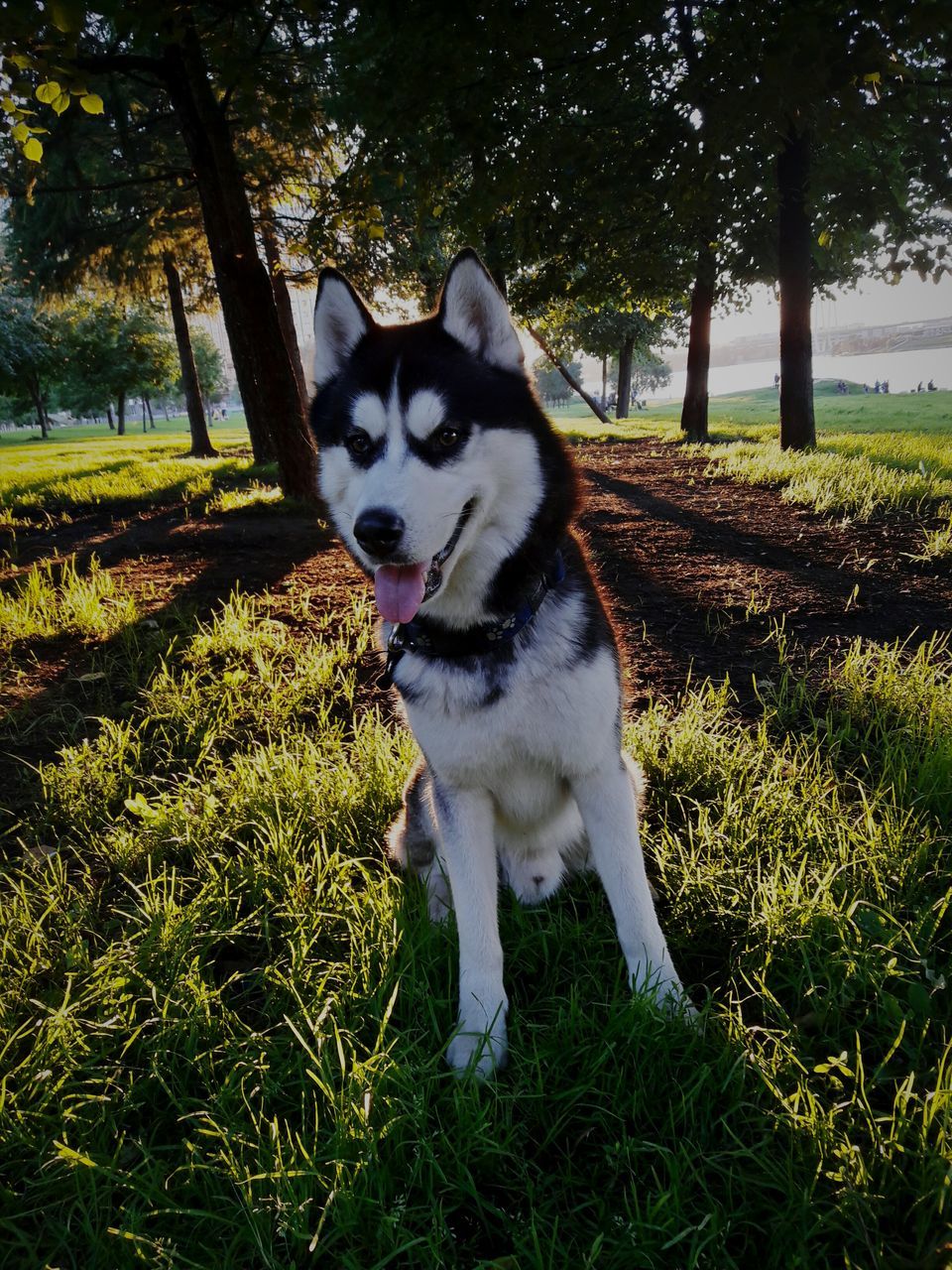 pets, domestic animals, mammal, animal themes, grass, domestic cat, cat, sitting, field, feline, portrait, growth, plant, grassy, nature, alertness, lawn, black color, day, outdoors, pet collar, no people, whisker, animal, green color