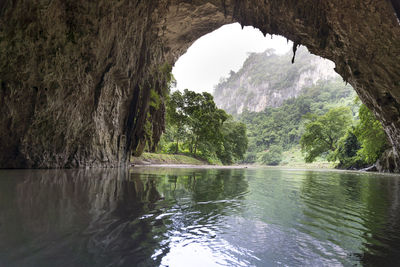 Scenic view of river in forest