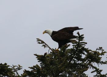 Low angle view of bird perching on tree against sky