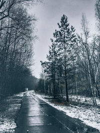 Road amidst trees against sky during winter