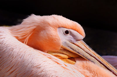 Close-up of pelican