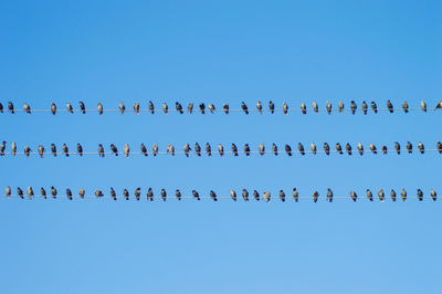 Low angle view of birds flying against clear blue sky