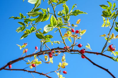 Low angle view of berries on tree against sky