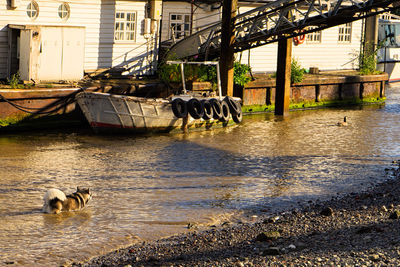 Cat in water