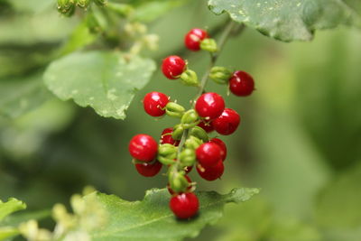 Close-up of red berries growing on plant