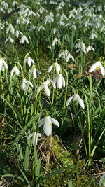 Close-up of white flowering plants on field