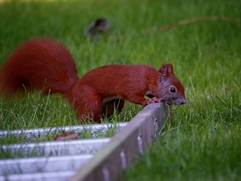 Close-up of squirrel on field