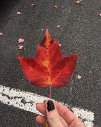 Close-up of hand holding maple leaf on road