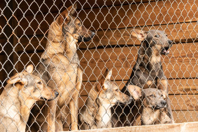 View of an animal through chainlink fence